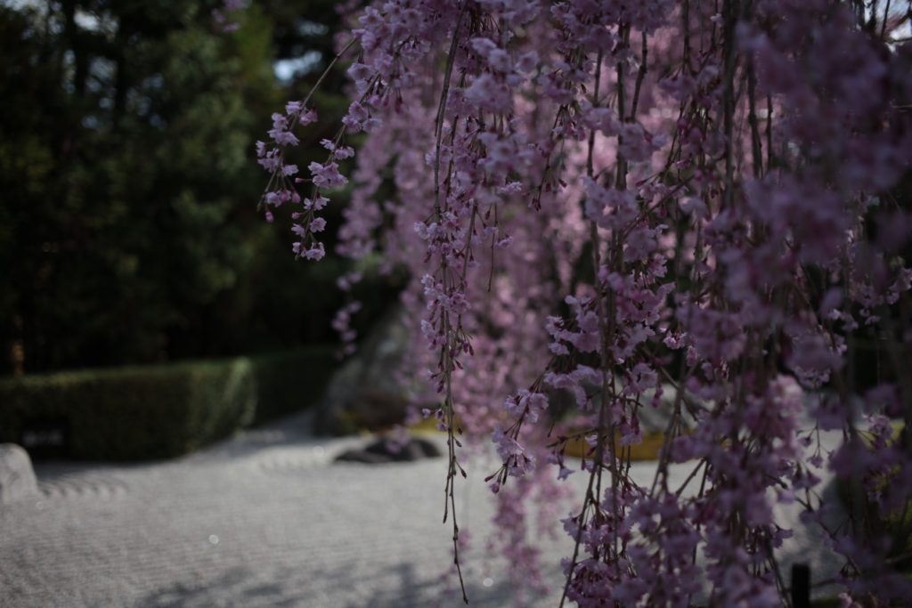 妙心寺　退蔵院の桜